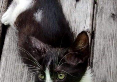 Собствениците на изгубено котенце в Пловдив търсят своя домашен любимец