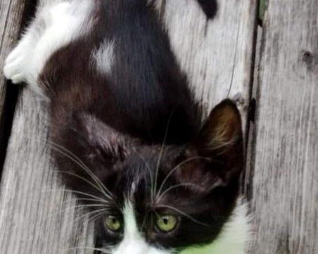 Котенце се изгуби в Мараша,  стопаните му го търсят