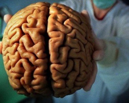 Социалната изолация променя структурата на мозъка ни