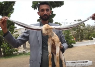 Собственик на пакистанска ферма за кози каза че новородена коза