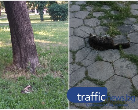 Деца играят край трупове на котки в парк