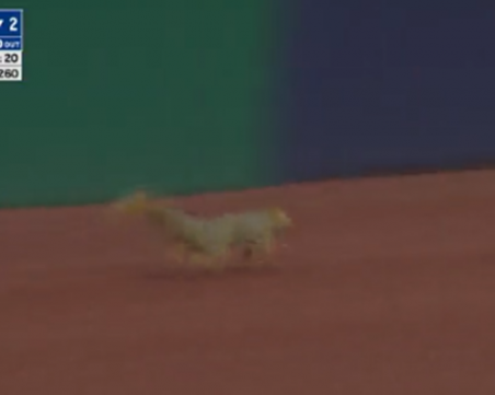 Катерица прекъсна бейзболен мач в САЩ