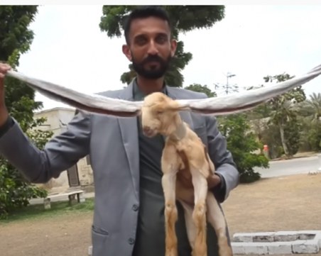 Коза с почти 50 см. уши пред рекорд на Гинес