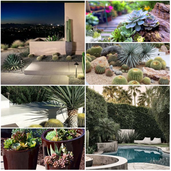 20 невероятни дизайна на градини с кактуси и сукуленти