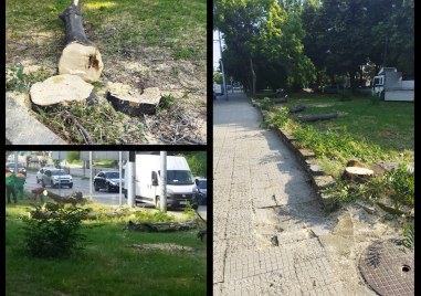 Няколко дървета бяха отсечени от дясната страна на бул Васил
