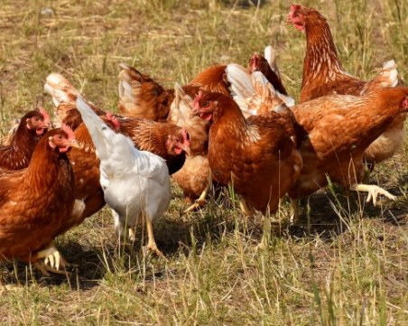 Откриха множество мъртви птици заровени край Ловеч