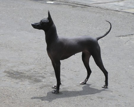 Знаете ли кои са най-скъпите породи кучета?