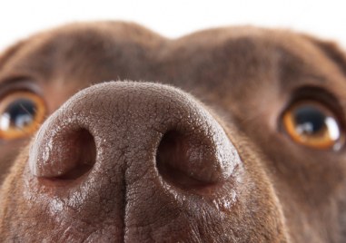 Хората имат способността да надушват някои миризми по добре от кучетата