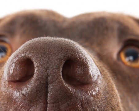 Хората надушват някои миризми по-добре от кучетата