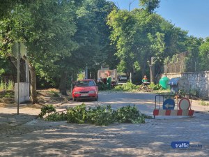 Пловдивчани се надигнаха срещу сеч на дървета зад стадион 