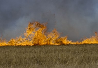 Пожар е унищожил 600 декара пшеница в землището на село