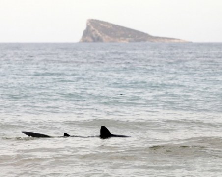 Акула уби две летовнички в Египет