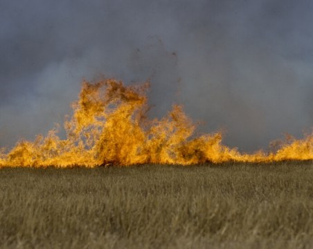 Пожар унищожи 600 декара пшеница