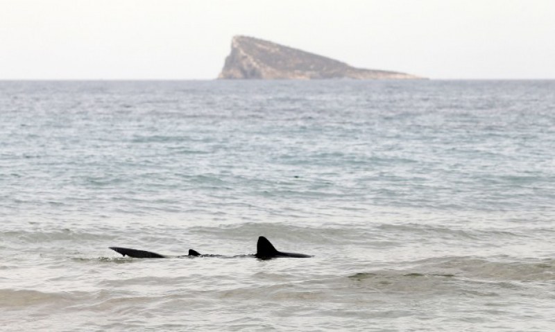 Акула уби две летовнички в Египет