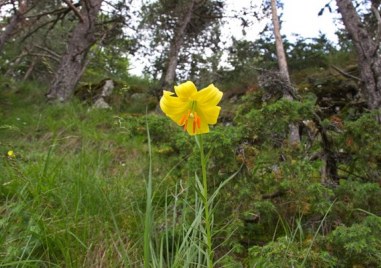 Откриха ново находище Родопски крем Lilium rhodopaeum в района на