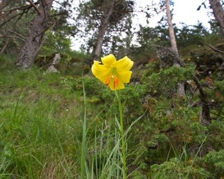 Намериха находище на застрашеното цвете Родопски крем край Лъки