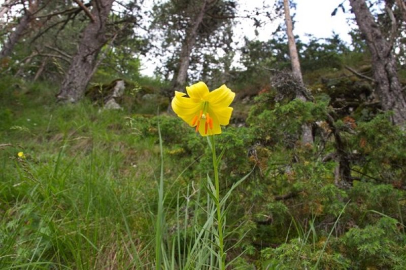 Намериха находище на застрашеното цвете Родопски крем край Лъки