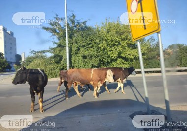 Няколко крави бяха забелязани от пловдивчани на булевард Васил Левски