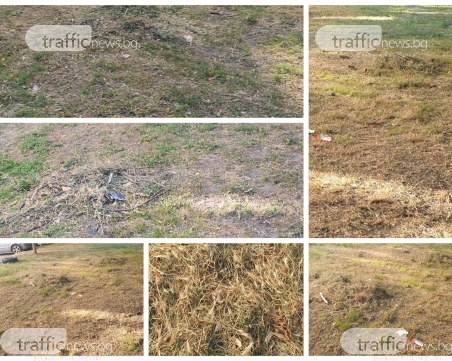 Купчини с осили дебнат в тревните площи в Пловдив