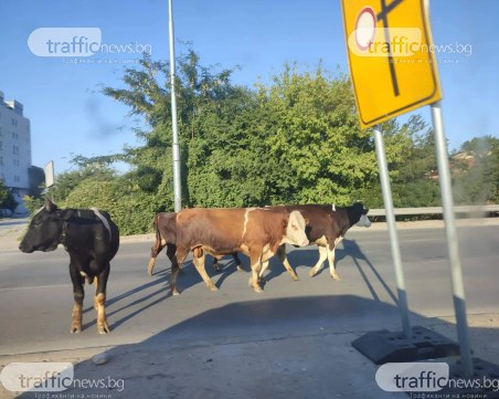Село в града! Крави превзеха булеварда около 