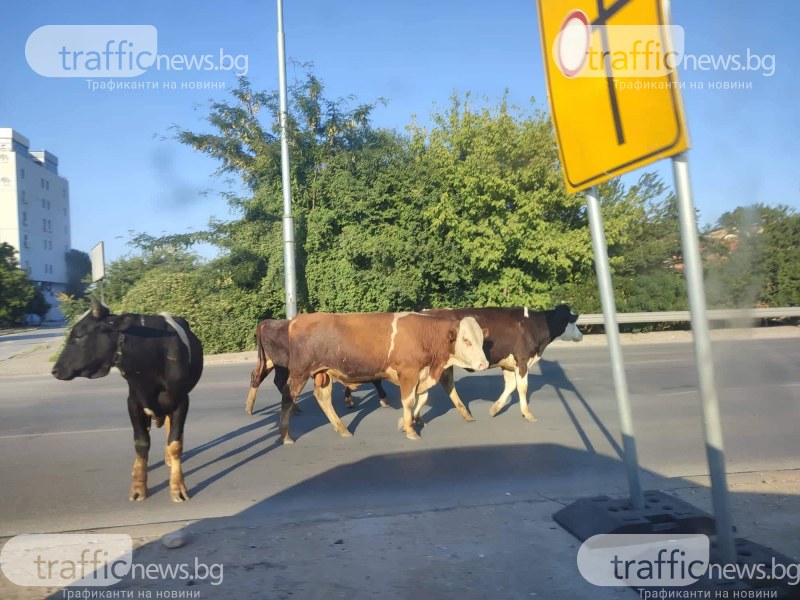 Няколко крави бяха забелязани от пловдивчани на булевард „Васил Левски”,