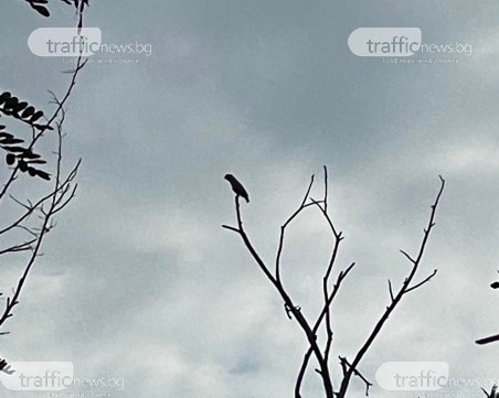 Избягал папагал кръжи тревожно из Лаута