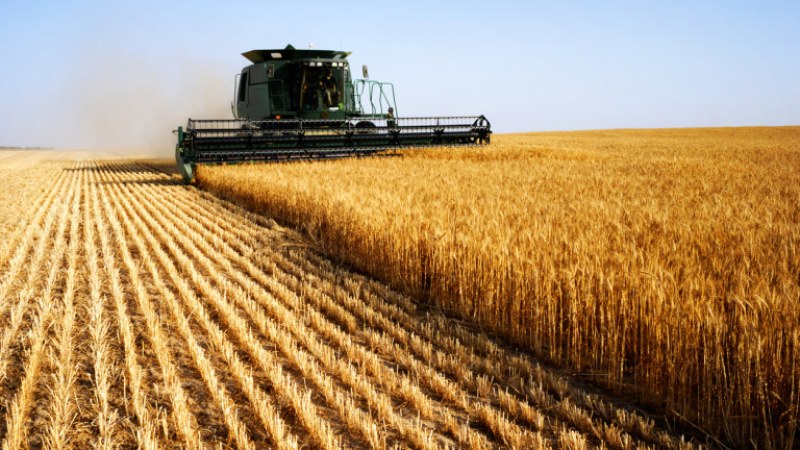 Зърното, което влиза у нас от Украйна, не подлежи на фитосанитарен контрол
