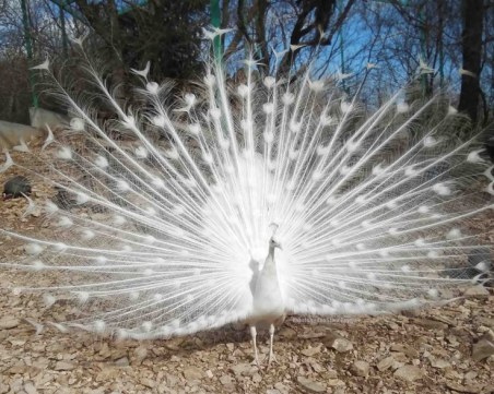 Бял паун почина заради пакет зрънчо в зоопарка в Стара Загора