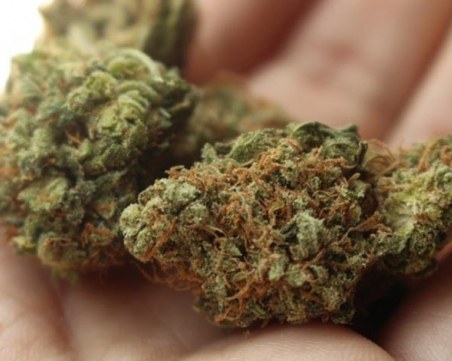 Арестуваха младежи, занимавали се с отглеждане на марихуана в Пловдивско