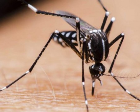 Затоплянето на световния океан води до увеличаване на комарите