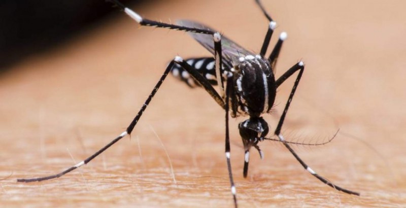 Затоплянето на световния океан води до увеличаване на комарите