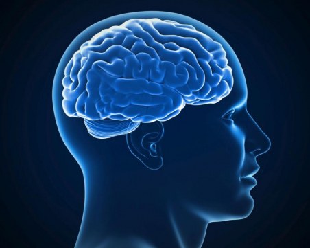 Мозъкът - най-невероятният орган