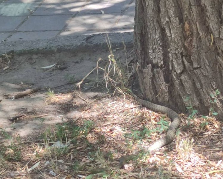 Змия пропълзя в един от най-посещаемите паркове в СмирненскиЗмия изплаши
