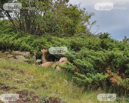 В МВР създават звено за престъпления против природата