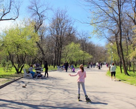 Значителна част от дърветата в пловдивския парк 