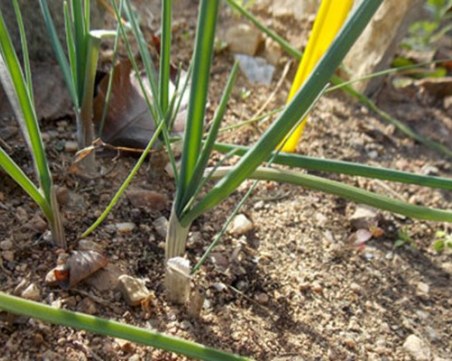 Северна Македония се похвали, че в страната вирее непознат в света вид лук