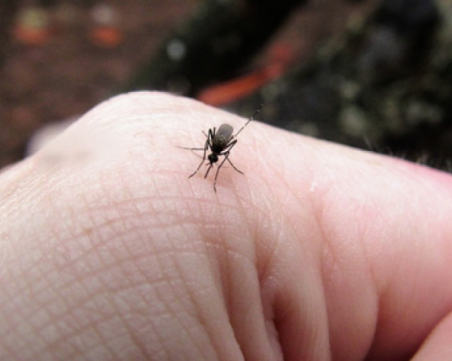 Мъртъв комар помогна за залавянето на крадец