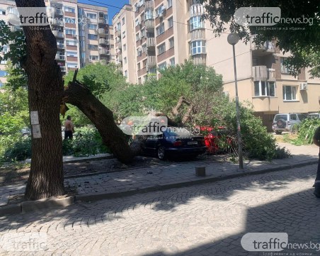 Голям клон се стовари върху коли в Пловдив