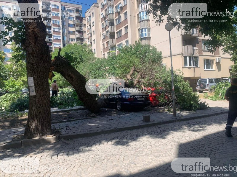 Клон от дърво се стовари върху паркирали коли на ул.