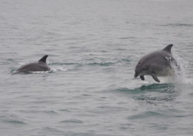 Екип от плаж Крайморие спаси делфин в опасност Сигнал за