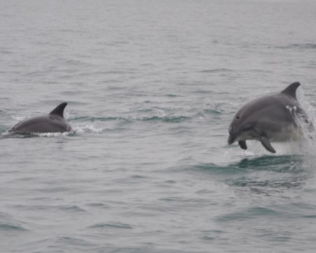 Спасиха делфин на плаж в Крайморие