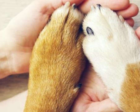 Внимавайте! Разпръсната отрова умори кученце в Остромила