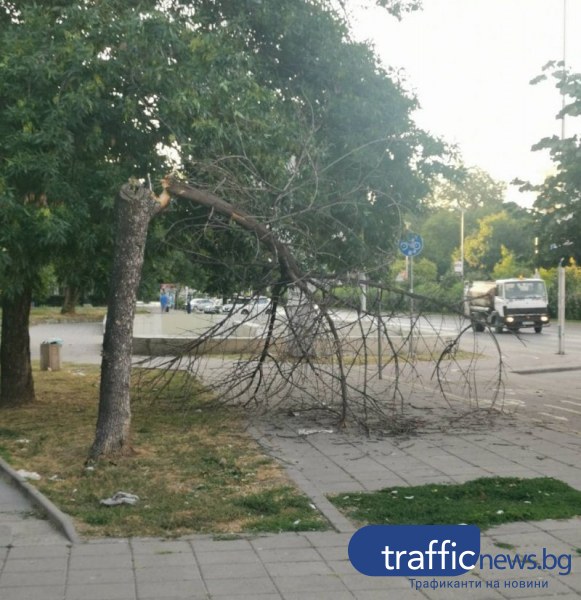 Дърво падна на тротоара пред гимназия в Пловдив