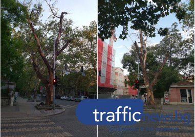 Дърво в центъра на Пловдив представлява опасност за жителите под