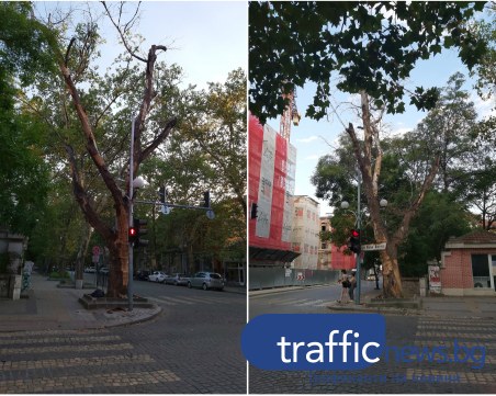 Изсъхнало дърво в центъра на Пловдив притеснява жителите