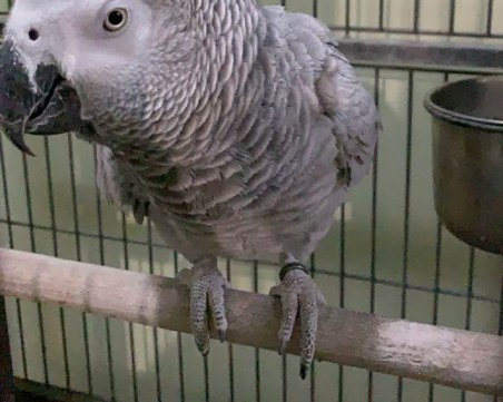 Wanted! Папагалът на Мария Капон избяга