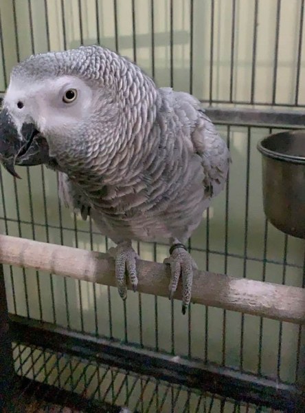 Wanted! Папагалът на Мария Капон избяга