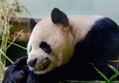 Ан Ан най възрастната мъжка гигантска панда в света под