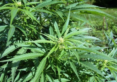 Мъж занимавал се с отглеждане на канабис бе задържан в