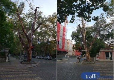 Премахват опасното дърво разположено на кръстовище в центъра на Пловдив